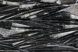 Polished Fossil Orthoceras (Cephalopod) Plate - Morocco #359692-1